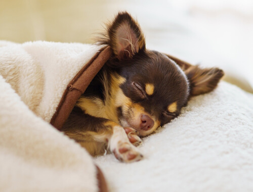 ペットのための信託